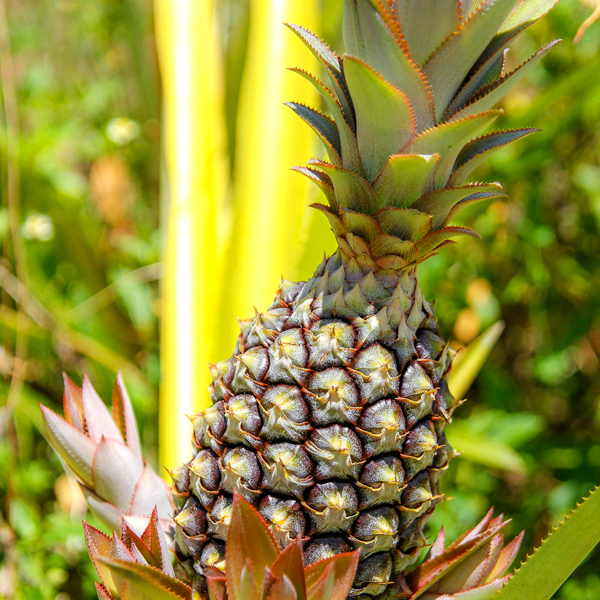 Antigua Black Pineapple www.visitantiguabarbuda.com