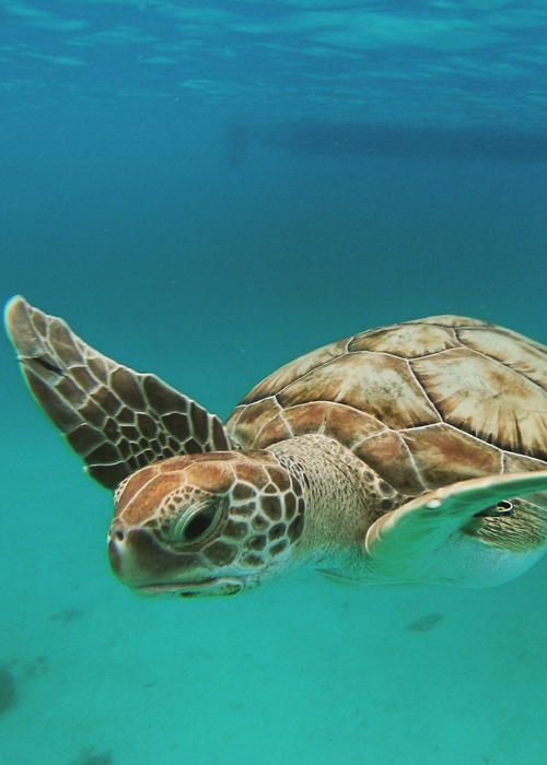 Endangered Hawks-bill Turtle in
                marine conservation park Barbados_Ruth
                Weinstock_shutterstock.com