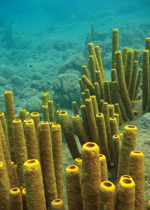 Champagne Reef Tube Sponges by Andrewl (Flickr)