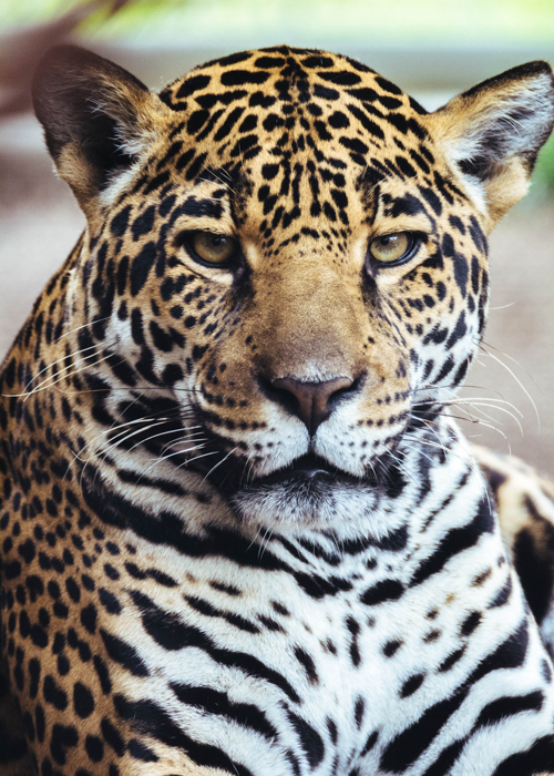 Jaguar by Manny5d_Shutterstock.com