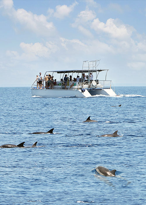 Dolphin Watching