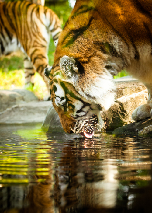 Bengal Tiger By
                                        evantravels_Shutterstock.com