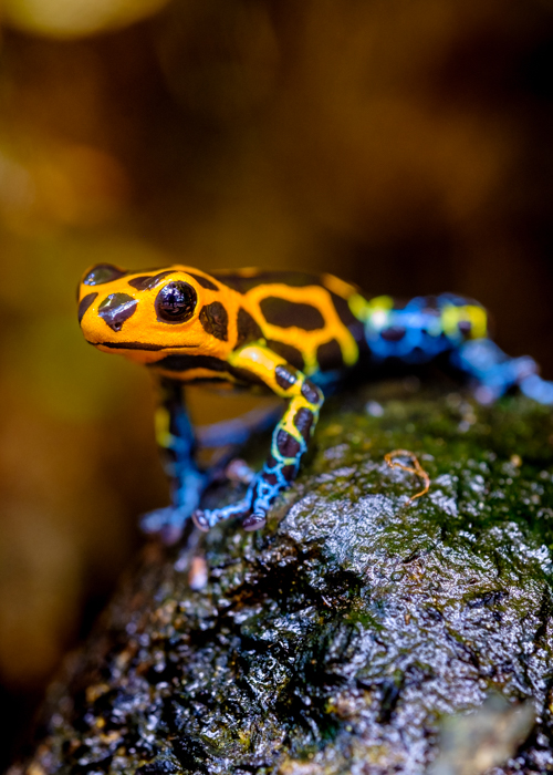 Mimic Poison Frog, Ranitomeya
                                        imitator Jeberos By Frank
                                        Cornelissen_Shutterstock.com