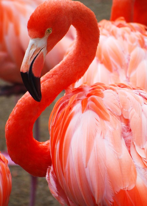 pink flamingos close-up by By
                                        Nadezda Boltaca_Shutterstock.com