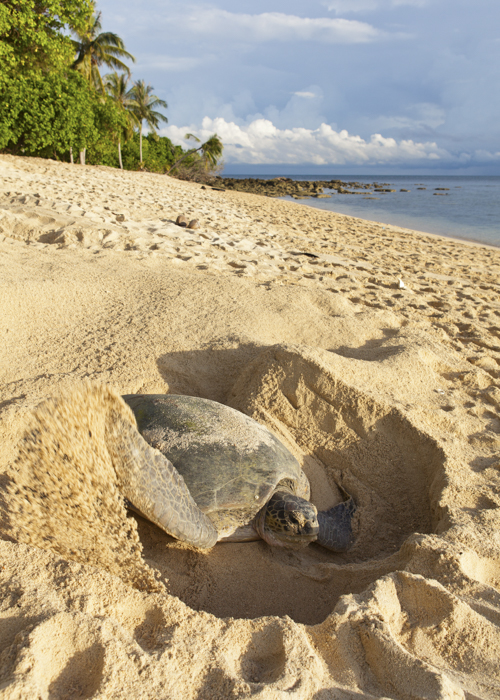 Green turtle (Chelonia mydas)
                                        laying her eggs and covering her nest on
                                        the beach_David
                                        Evison_.shutterstock.com