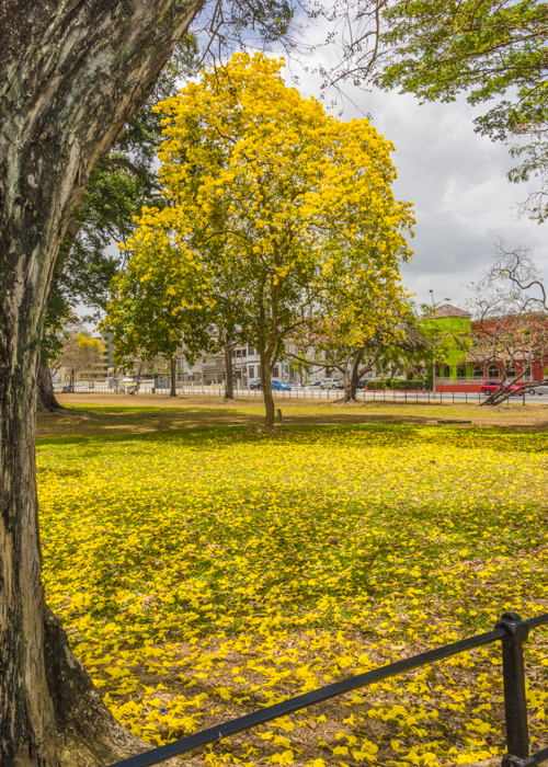 A blanket of bright yellow Poui
                                        flowers lies on the field in front of a
                                        bright yellow Poui tree in the Queen's
                                        Park Savannah in Port-of-Spain,
                                        Trinidad_Christine Norton
                                        Photo_shutterstock.com.JPG