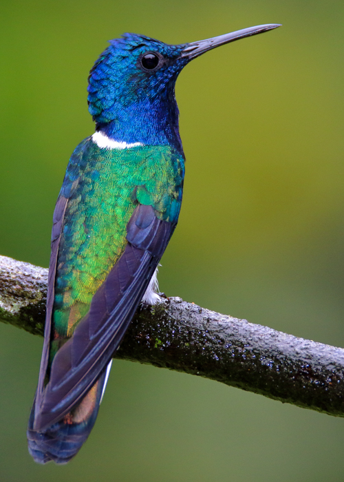 White-necked jacobin, hummingbird,
                                        Trinidad_Paul Wittet_shutterstock.com